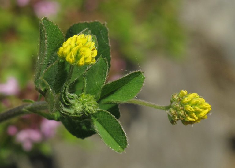 Lupuline (Medicago lupulina) en fleurs