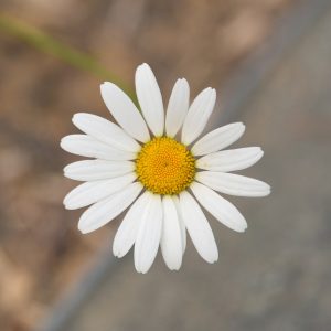 Marguerite commune (Leucanthemum vulgare), fleur du mélange de fleurs basses pour sursemis
