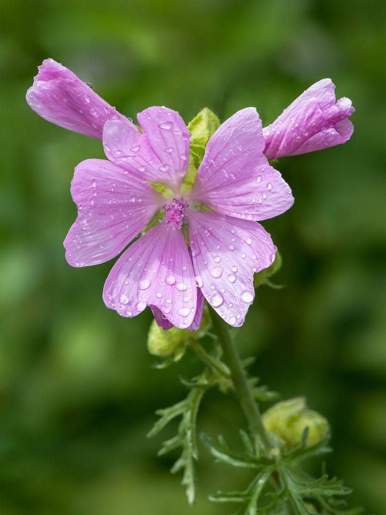 Mauve musquée (Malva moschata) en fleurs