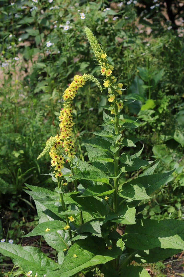 Molène noire (Verbascum nigrum) en fleurs