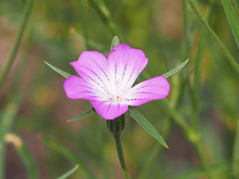Nielle des blés (Agrostemma githago) en fleurs