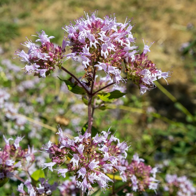 Origan (Origanum vulgare) en fleurs
