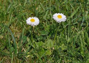 Pâquerette vivace (Bellis perennis), fleur du mélange de fleurs basses pour sursemis