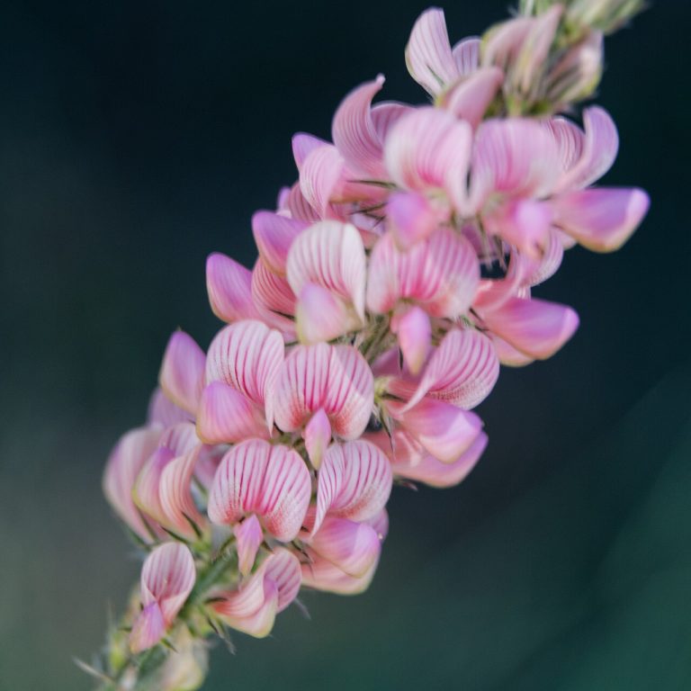 Sainfoin (Onobrychis viciifolia) en fleurs