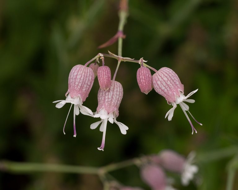 Silène enflé (Silene vulgaris) en fleurs