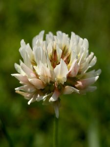 Trèfle blanc (Trifolium repens), fleur du mélange de fleurs basses pour sursemis