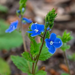 Véronique petit-chêne (Veronica chamaedrys), fleur du mélange de fleurs basses pour sursemis