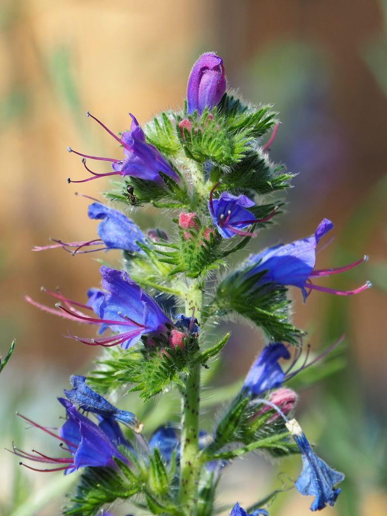 Vipérine (Echium vulgare) en fleurs
