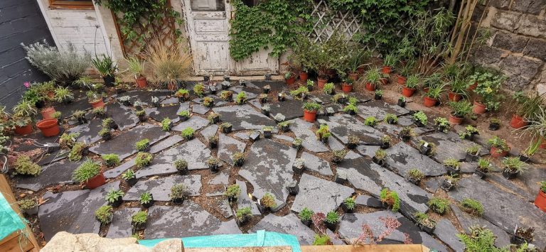 Les végétaux placés dans les joints de l’opus en ardoise à Colombes (92)