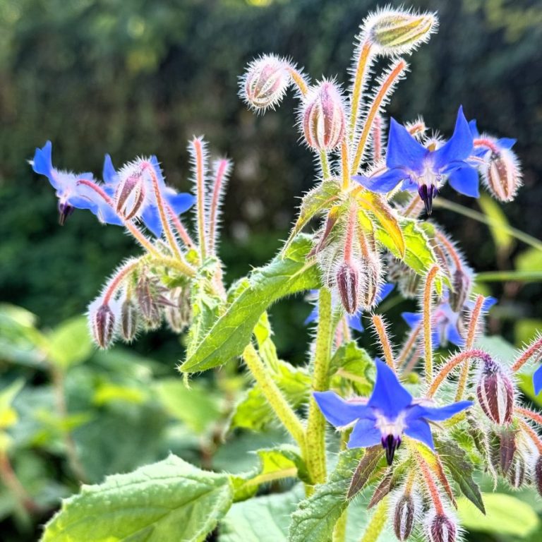 Bourrache (Borago officinalis) en fleurs, photo O’Jardin des Pensées