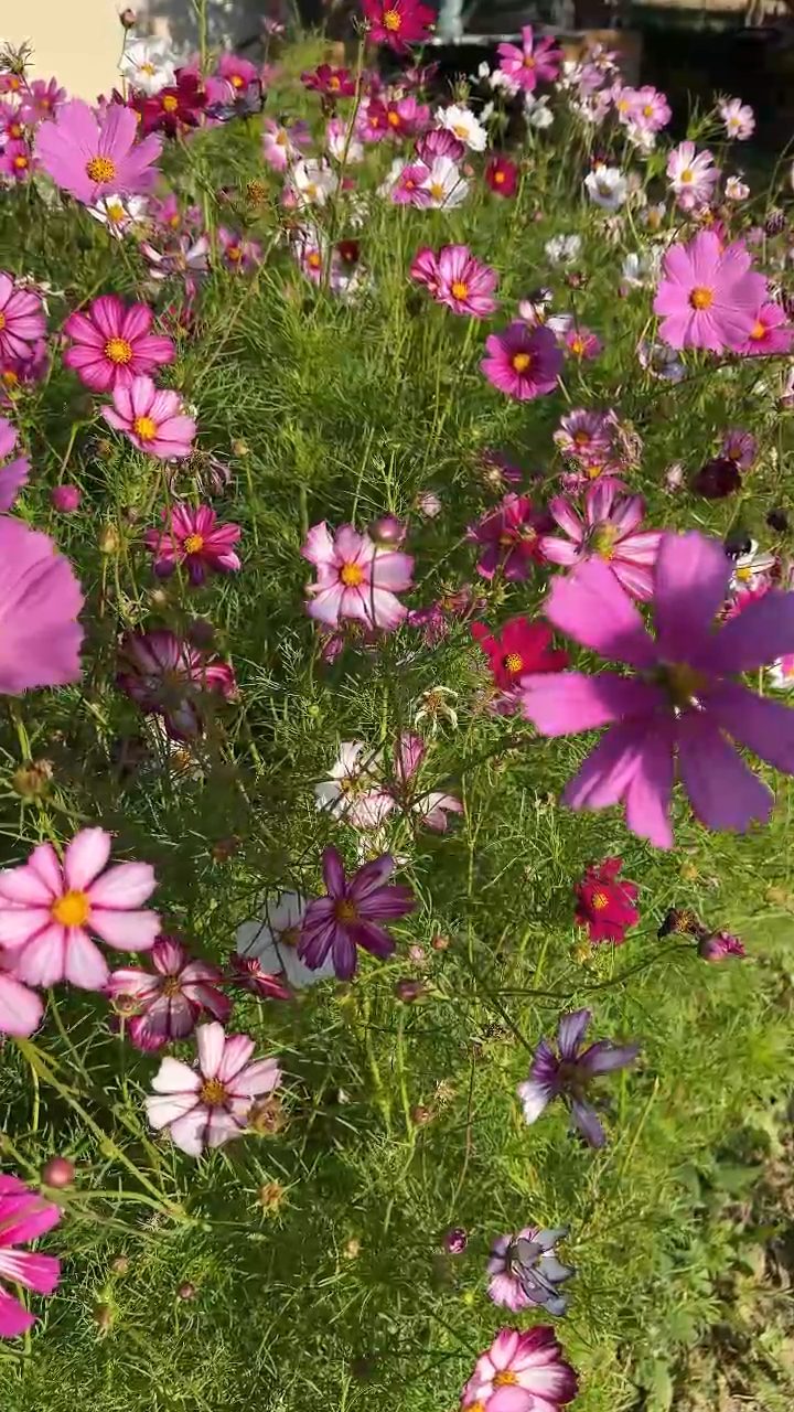 Prairie fleurie mellifère en pleine floraison : cosmos roses et blancs
