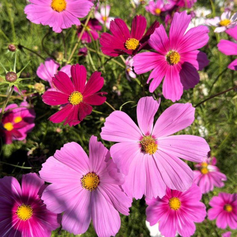 Cosmos en mélange (Cosmos bipinnatus), fleur du mélange prairie fleurie mellifère semé par O’Jardin des Pensées