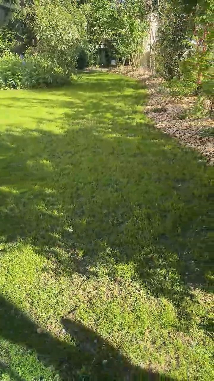 Pelouse dense et verte obtenue par semis hydraulique dans un jardin