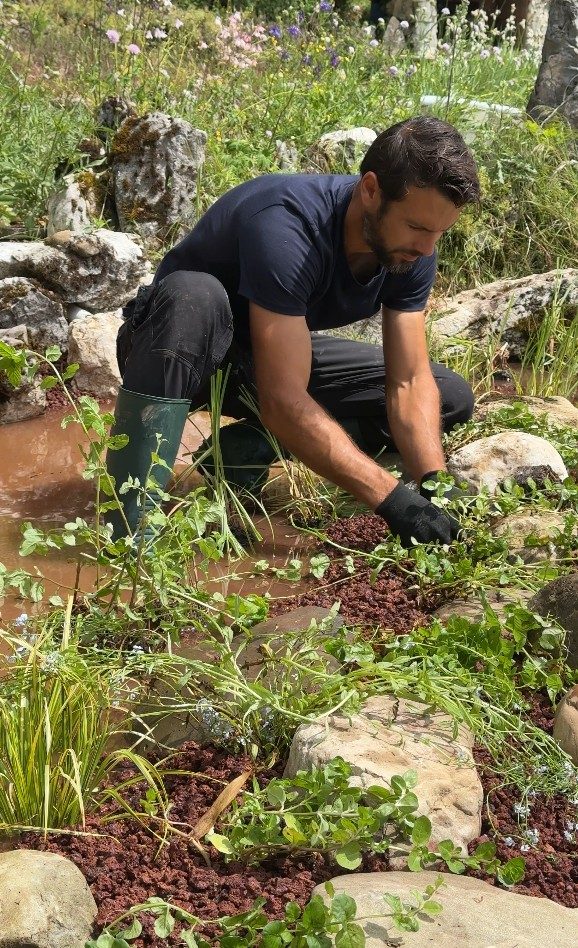 Plantation des plantes aquatiques de lagunage, à Cruseilles (74)